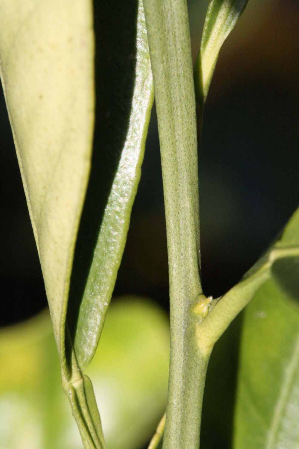              First year twig (Riverside, CA)       